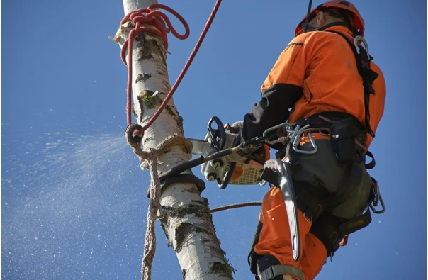 Tree Lopping in Sydney: Benefits of Hiring a Qualified Local Expert